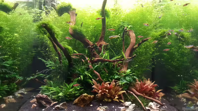 Aquarium 216l cube no name von Enyo (4)