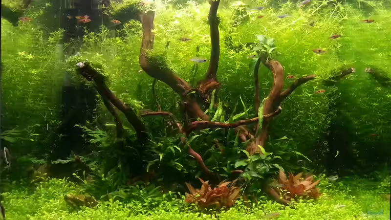 Aquarium 216l cube no name von Enyo (6)