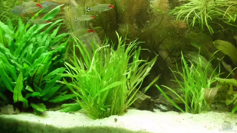 Aquarium 240 Liter Südamerika von kellz26 (6)