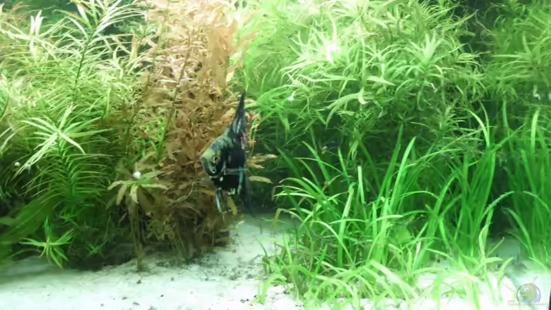 Aquarium 240 Liter Südamerika von kellz26 (7)