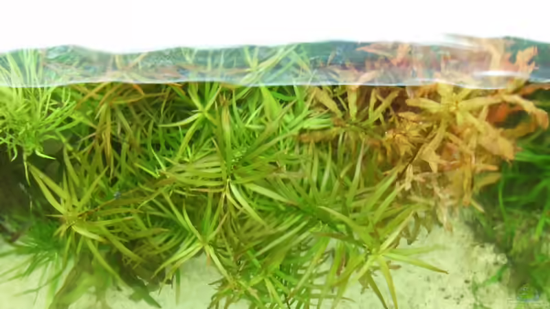 Aquarium 240 Liter Südamerika von kellz26 (8)