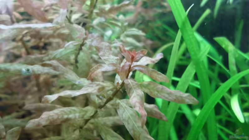 Aquarium 240 Liter Südamerika von kellz26 (9)