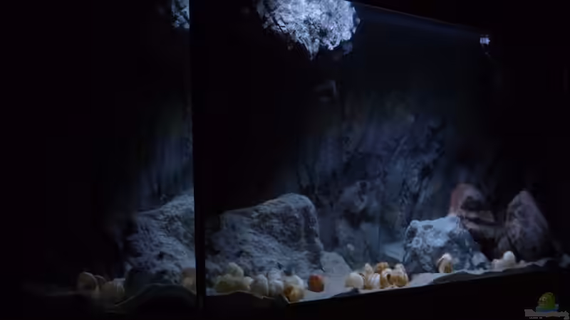 Aquarium 240er Tanganjika von Steffen S. (2)