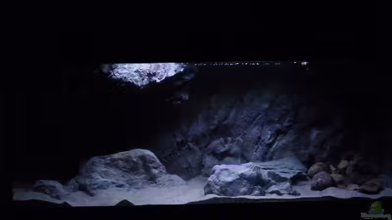 Aquarium 240er Tanganjika von Steffen S. (3)