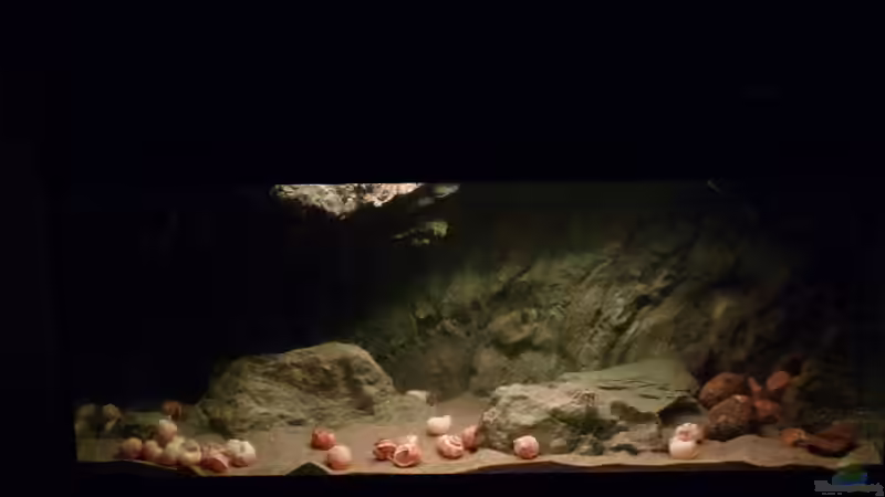Aquarium 240er Tanganjika von Steffen S. (4)