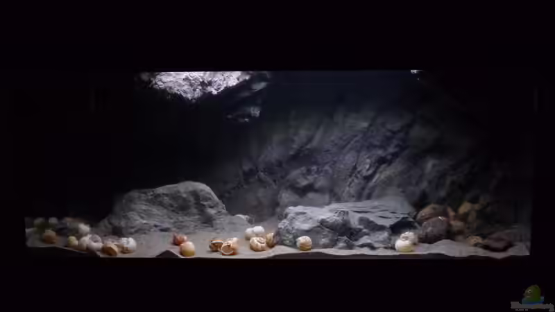 Aquarium 240er Tanganjika von Steffen S. (5)