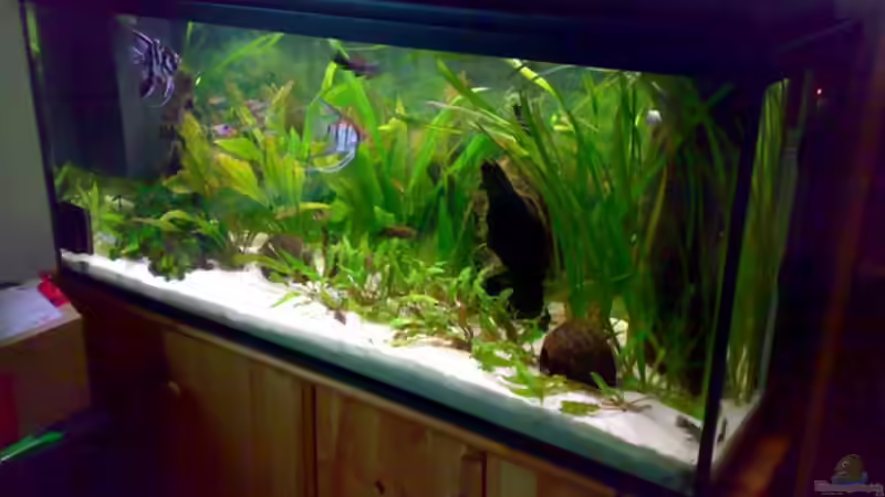 Aquarium 240L - Salmler (nur noch als Beispiel) von Amazonasbecken.eu (3)