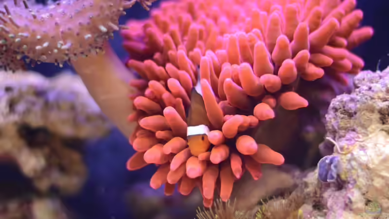 Aquarium 240l Meerwasser Anemonen/Weichkorallen Becken von Brookshaw (12)