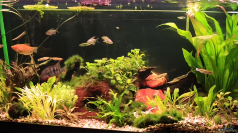 Aquarium 240l von Fabian Eckel