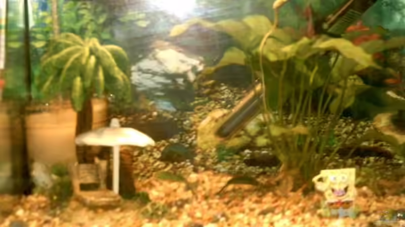 Aquarium 25er Standard von summsi (2)