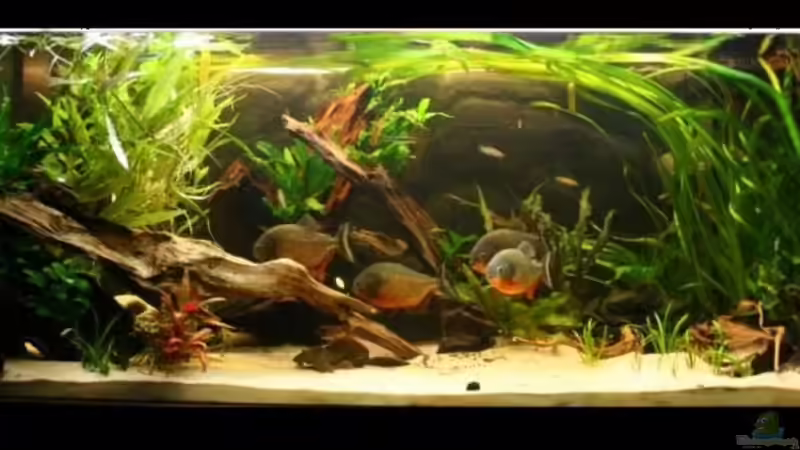 aquarium 26.02.2010 von lumpi (13)