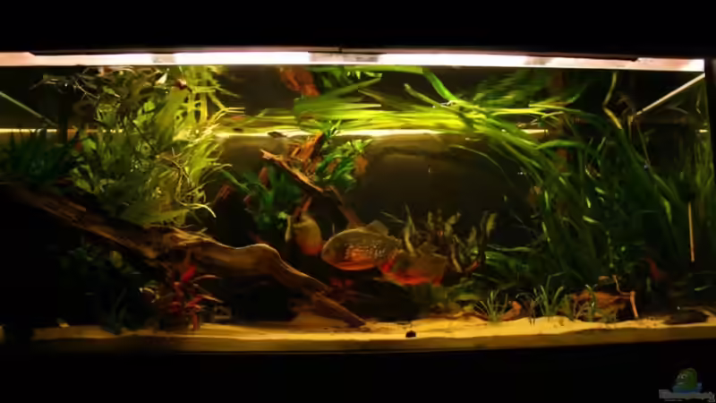 aquarium 26.02.2010 von lumpi (14)