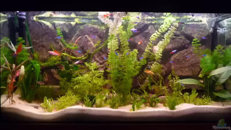 Aquarium 28.10.2013 von Jan H. (14)