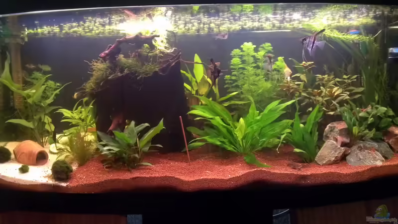 Aquarium 29.10.2013 von Jan H. (1)