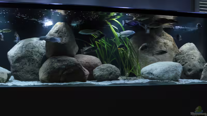 Aquarium 2900l Malawi-Räuberbecken von Lukas Meierjohann (2)