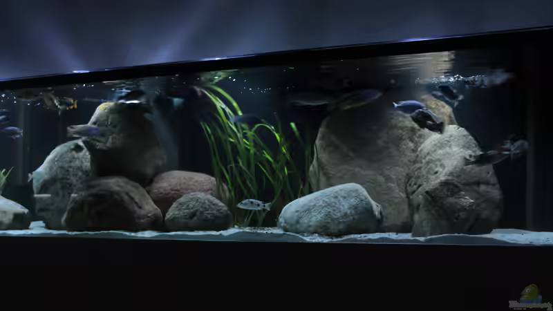 Aquarium 2900l Malawi-Räuberbecken von Lukas Meierjohann (5)