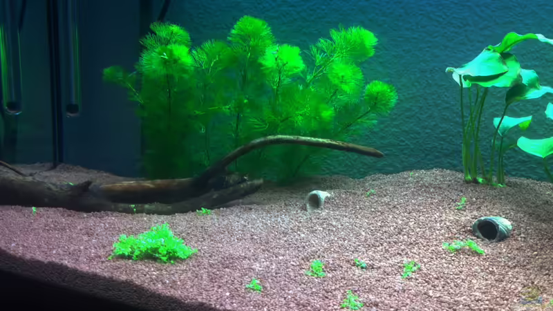 Aquarium 3 von Hotliner90 (2)