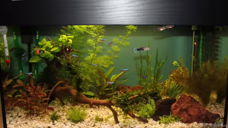 Aquarium 3 Wochen nach dem Einrichten von Stefan F. (5)