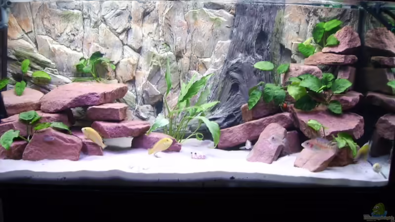 Aquarium 300 Liter von Klaus Simon (1)