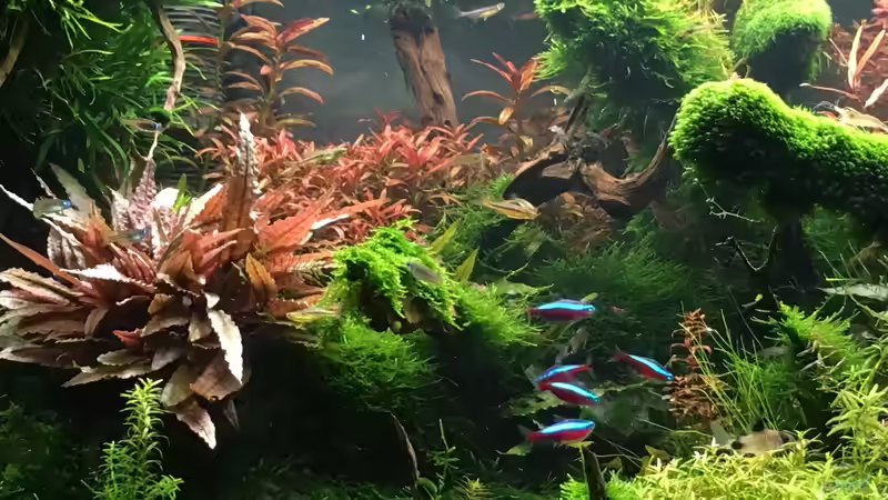 Aquarium 300er von Walde (6)