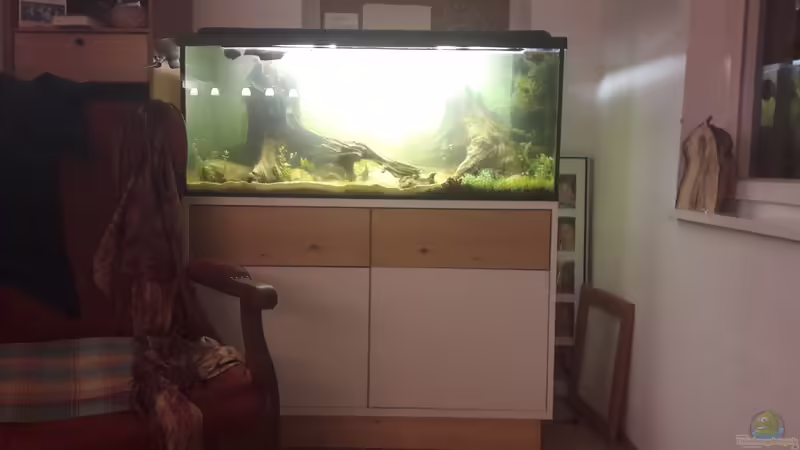 Aquarium 300l Amazonasfluss von Vitus Vitus (2)