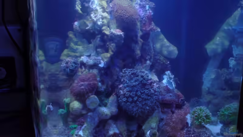 Aquarium 30l Meerwasser von Snipi (2)