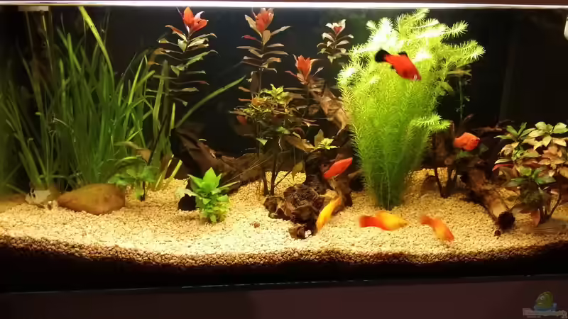 Aquarium 31423 Lateinamerika von Patric Miedtank (2)