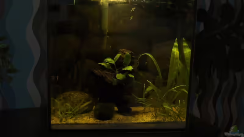 Aquarium 32 l Asiabecken von Nadinsche (3)