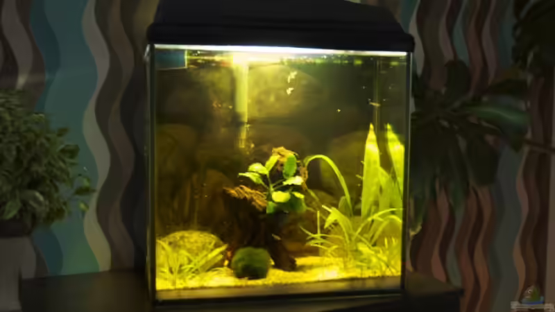 Aquarium 32 l Asiabecken von Nadinsche (4)