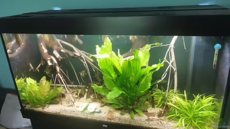Aquarium 350 liter Rio nanay Skalare und Welse von Stevo069 (7)