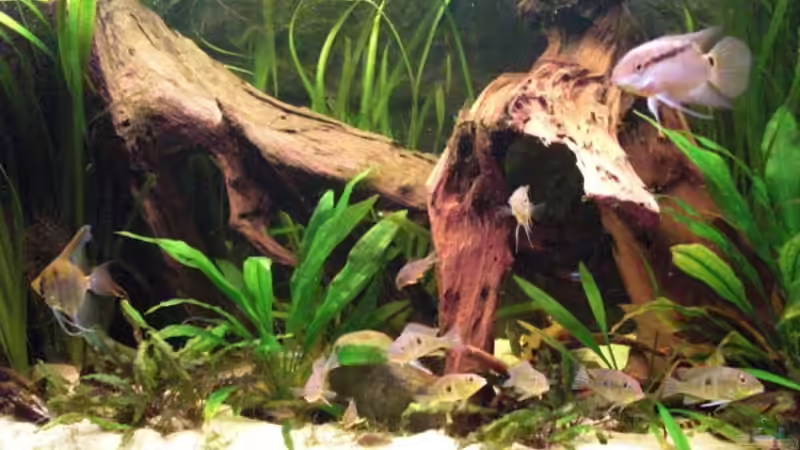 Aquarium 360L - Altums (nur noch als Beispiel) von Amazonasbecken.eu (4)