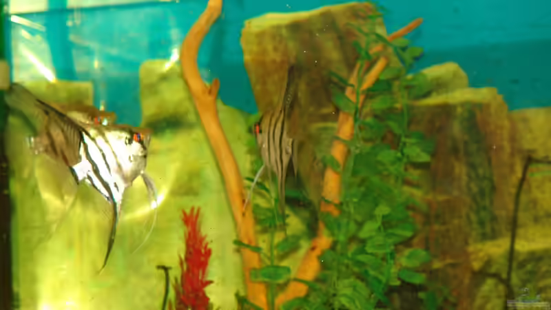 Aquarium 375 L von Philipp XXxX (3)