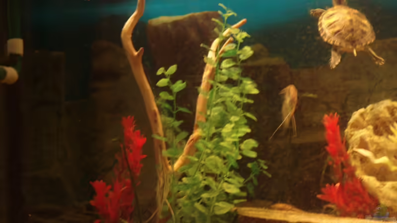 Aquarium 375 L von Philipp XXxX (4)