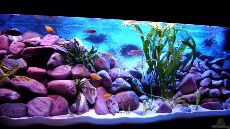 Aquarium 375L Mbuna - nur noch als Beispiel - von Marco O. (10)