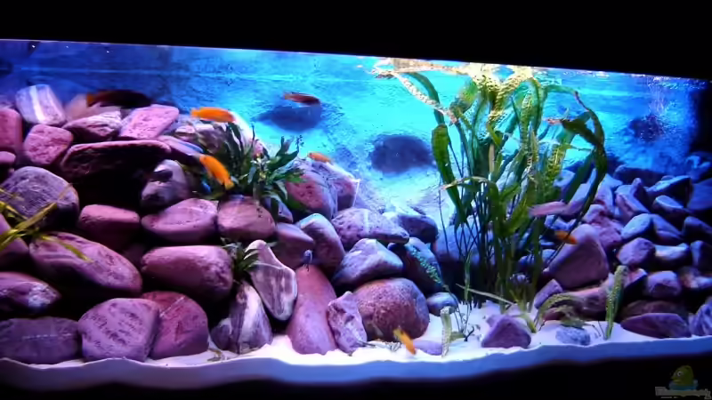 Aquarium 375L Mbuna - nur noch als Beispiel - von Marco O. (11)