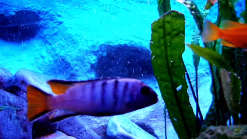 Aquarium 375L Mbuna - nur noch als Beispiel - von Marco O. (12)