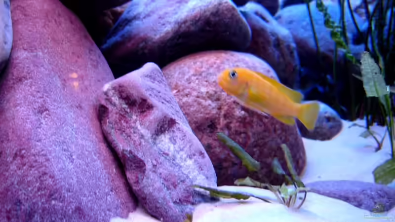 Aquarium 375L Mbuna - nur noch als Beispiel - von Marco O. (16)