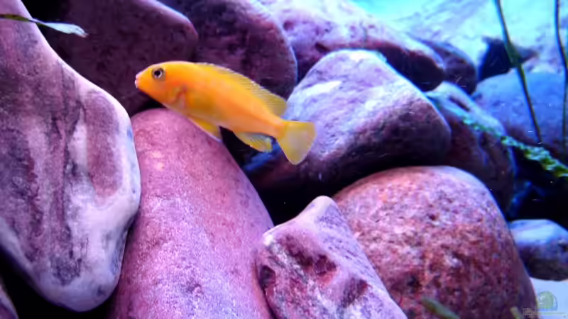 Aquarium 375L Mbuna - nur noch als Beispiel - von Marco O. (17)