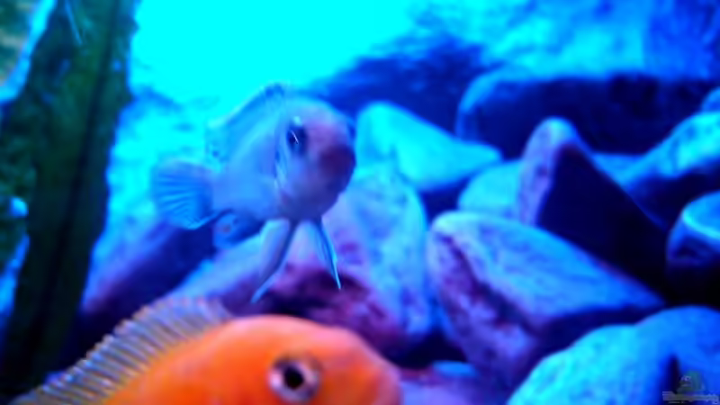 Aquarium 375L Mbuna - nur noch als Beispiel - von Marco O. (18)