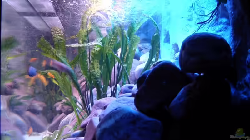 Aquarium 375L Mbuna - nur noch als Beispiel - von Marco O. (2)