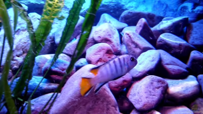 Aquarium 375L Mbuna - nur noch als Beispiel - von Marco O. (4)