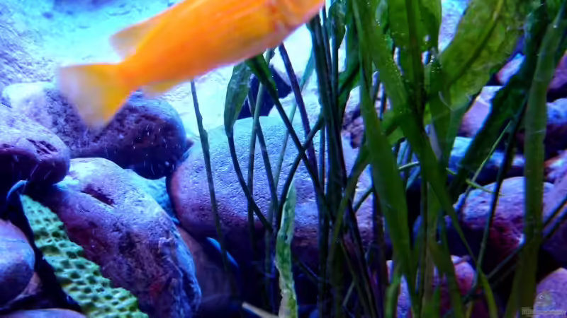 Aquarium 375L Mbuna - nur noch als Beispiel - von Marco O. (6)