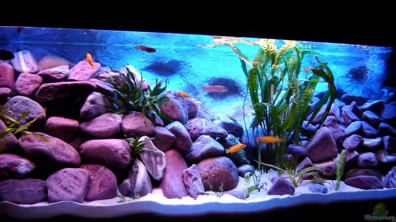 Aquarium 375L Mbuna - nur noch als Beispiel - von Marco O. (9)