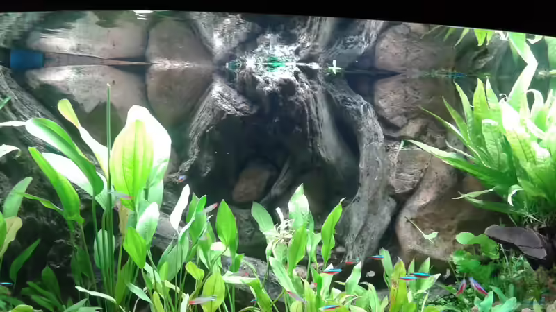 Aquarium 3d Rückwand von Rene Zwirchmayr (19)