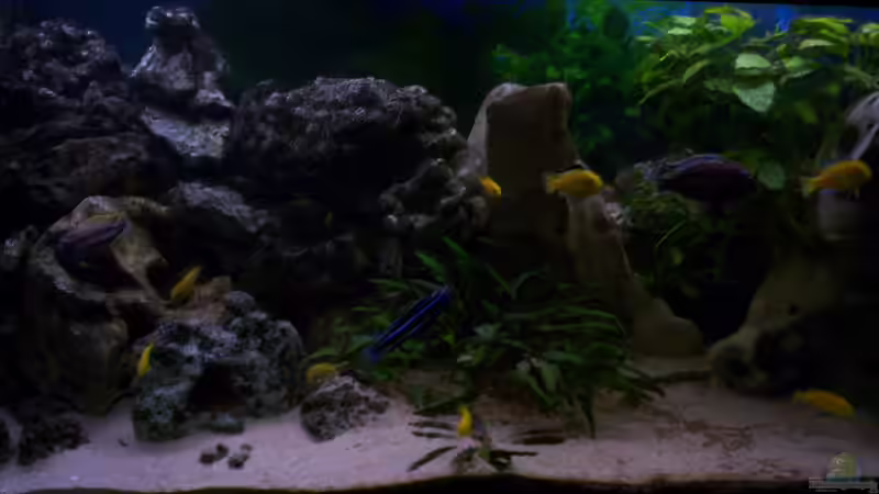 Aquarium 400L Malawi von Niko P. (6)