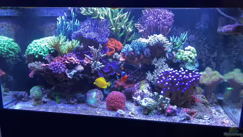 Aquarium 430l Riff mit Glasschrank von Brookshaw (10)