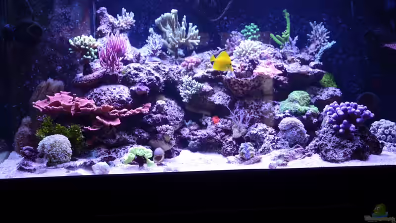 Aquarium 430l Riff mit Glasschrank von Brookshaw (12)