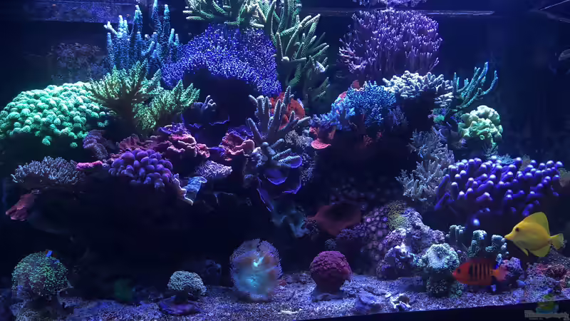 Aquarium 430l Riff mit Glasschrank von Brookshaw (9)