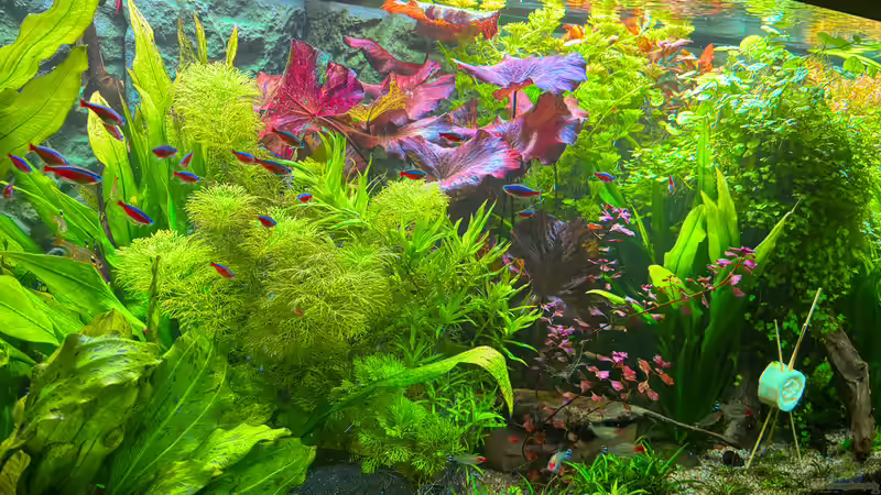 Aquarium 450 l Südamerikabecken von pelo (2)