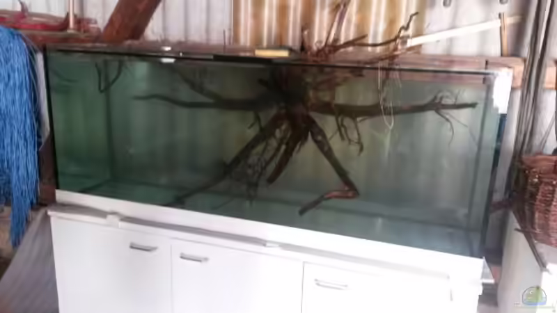 Aquarium 450 l Wurzelbiotop von Markaroni (4)